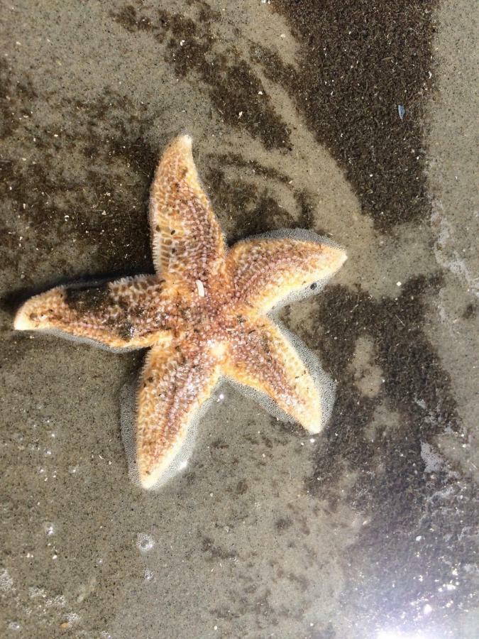 Appartamento „Luettje Kluntje“ Borkum Esterno foto
